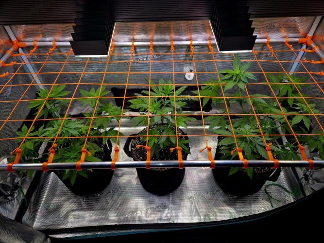 California Indica (CCG) Sensi-Seeds. Week 7