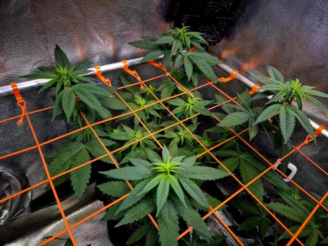 Mental Rainbow (CCG) Sweet Seeds. Week 7