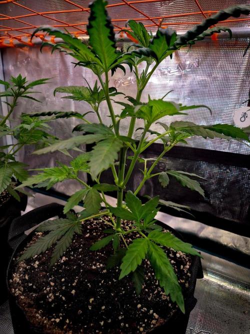 Future Frost by Holy Jeremaiah Genetics. Week 7