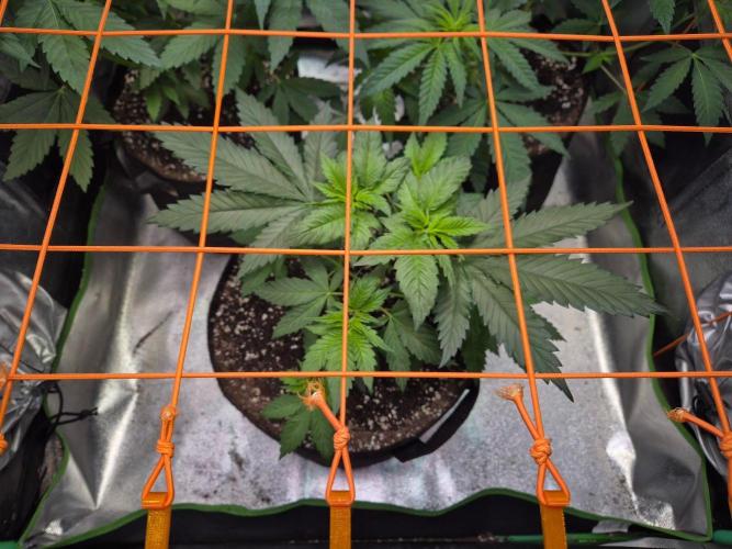 Future Frost by Holy Jeremaiah Genetics. Week 7