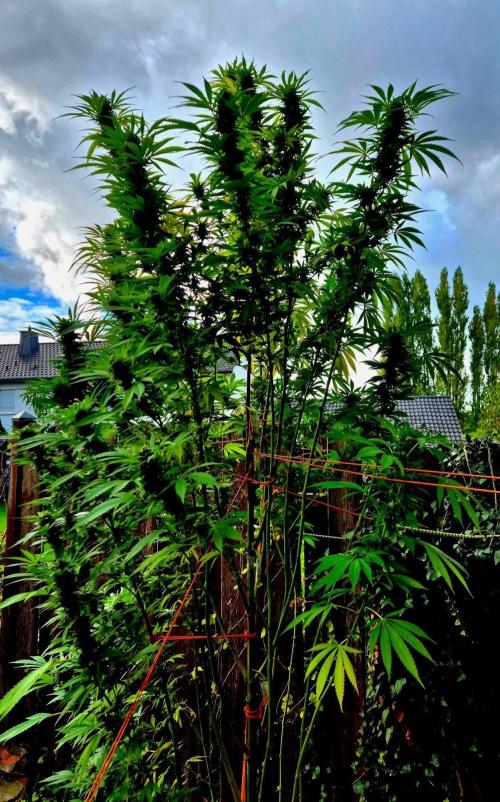 Garbage Lady (Big Mama). Week 27