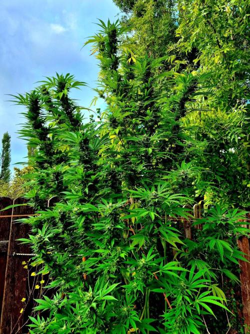 Garbage Lady (Big Mama). Week 27