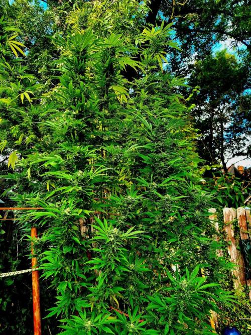 Garbage Lady (Big Mama). Week 27