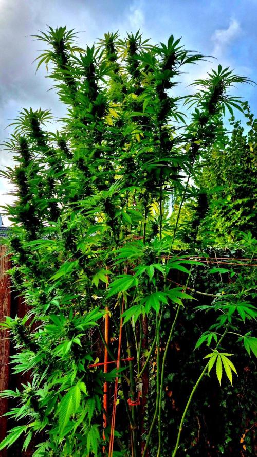 Garbage Lady (Big Mama). Week 27