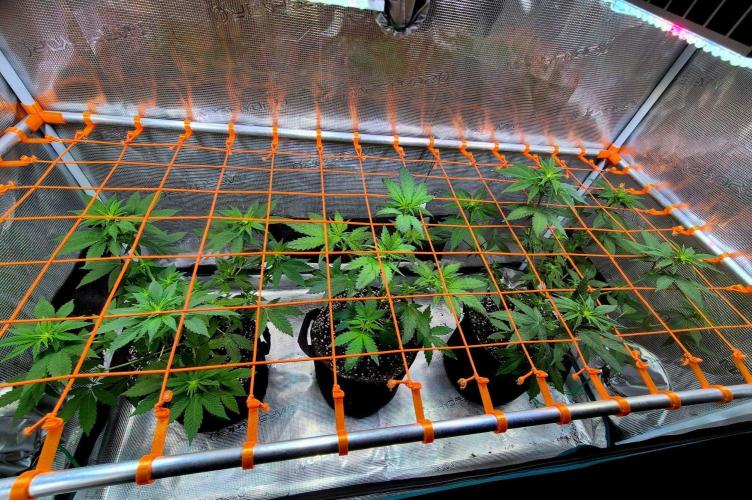 California Indica (CCG) Sensi-Seeds. Week 7