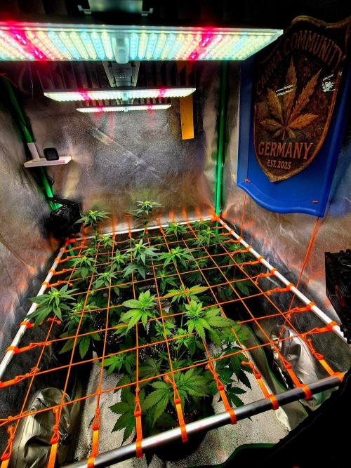 Mental Rainbow (CCG) Sweet Seeds. Week 7