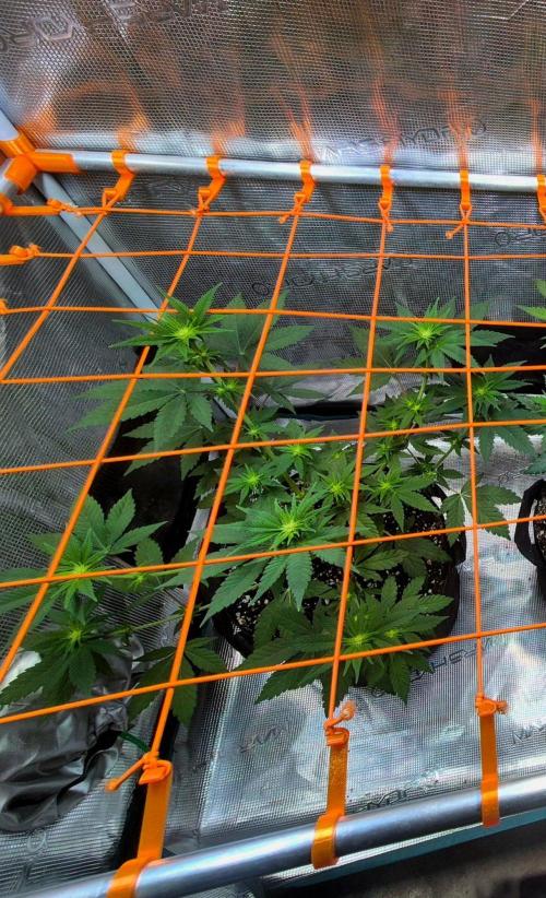 California Indica (CCG) Sensi-Seeds. Week 7