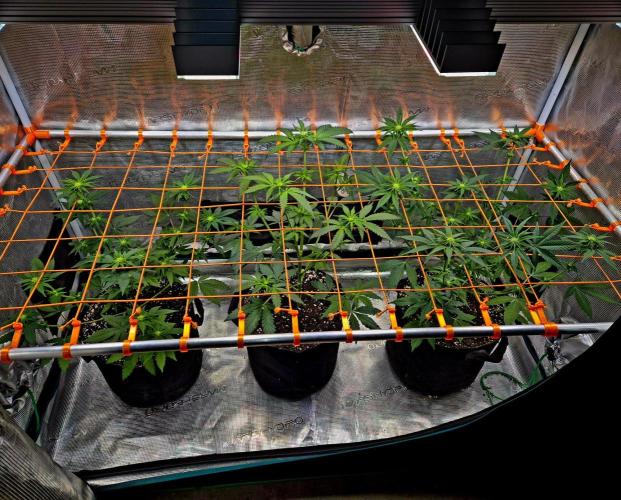 California Indica (CCG) Sensi-Seeds. Week 8