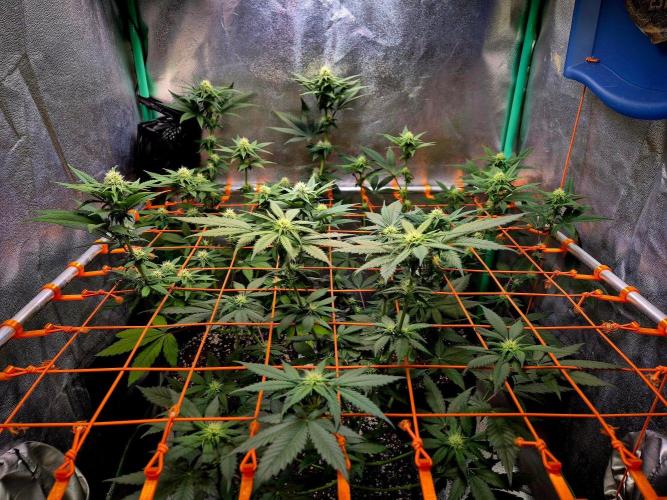 Mental Rainbow (CCG) Sweet Seeds. Week 9
