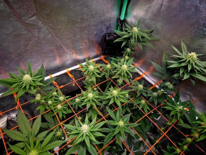 Mental Rainbow (CCG) Sweet Seeds. Week 9