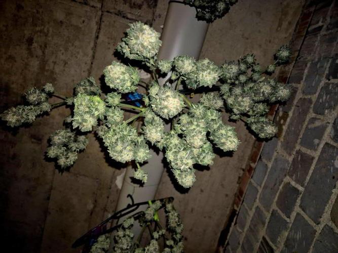 "Purple" Haze clones. Week 11