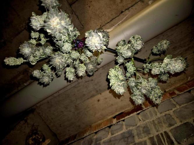"Purple" Haze clones. Week 11