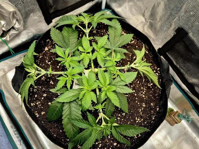 F026 - The Tropical Ice Cream One (USA). Week 5