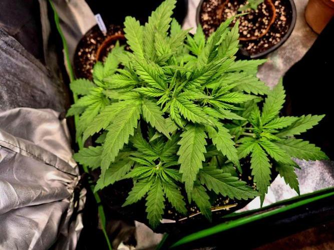 Wedding Cake (CCG) Sensible Seeds. Week 5