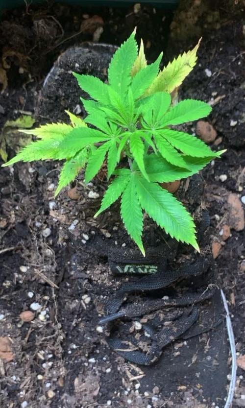 Gorilla Shoe Grow