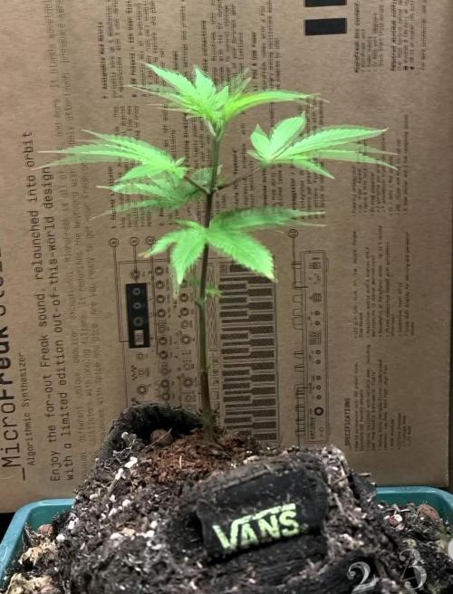 Gorilla Shoe Grow