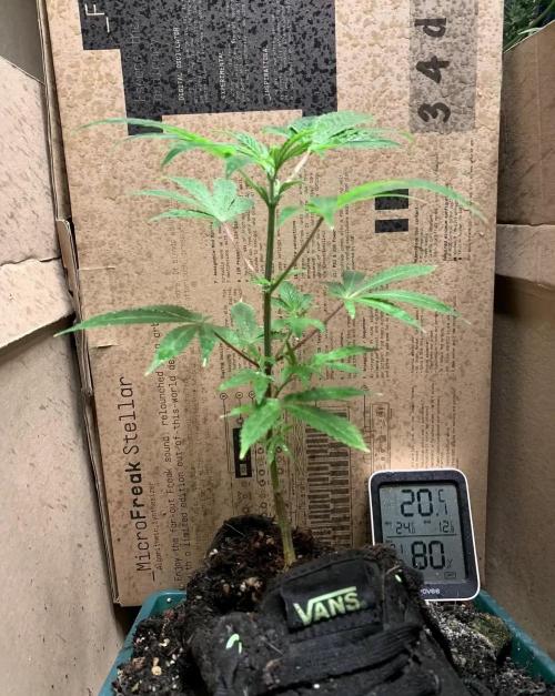 Gorilla Shoe Grow
