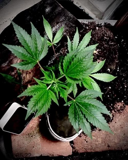 Gorilla Shoe Grow