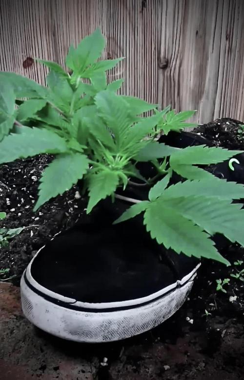 Gorilla Shoe Grow