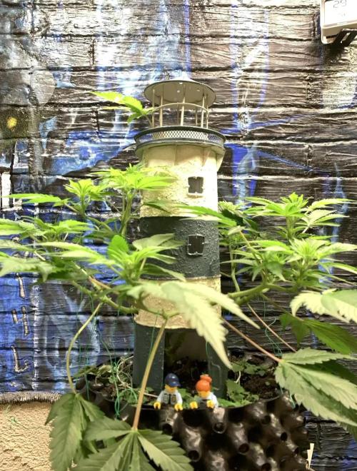 Lighthouse keeper