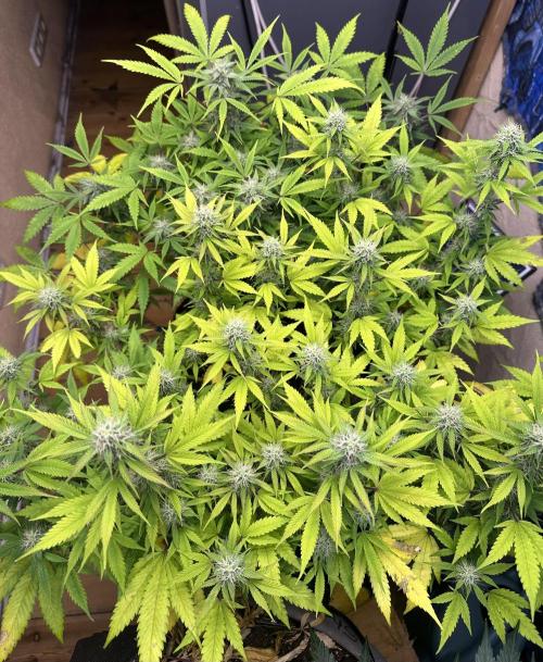 Side by Side. Week 12