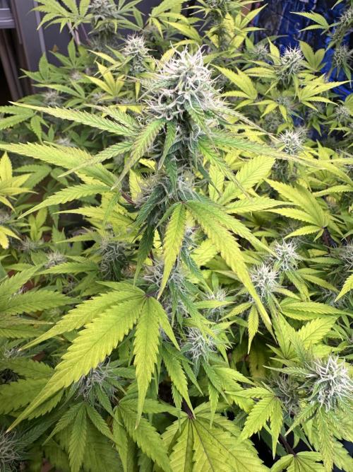 Side by Side. Week 12