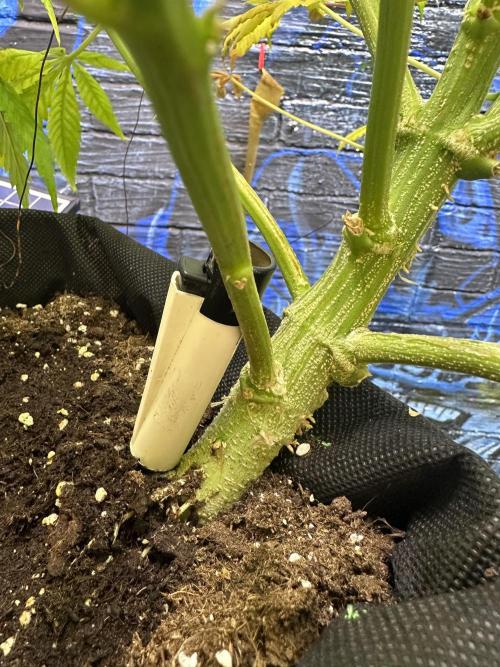 Side by Side. Week 12