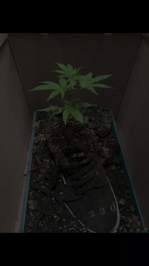Gorilla Shoe Grow