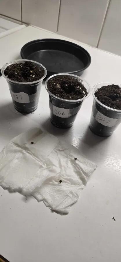 India Time (idfk). Week 0 - Usually I only do one transplant but I don't have my tent up yet.