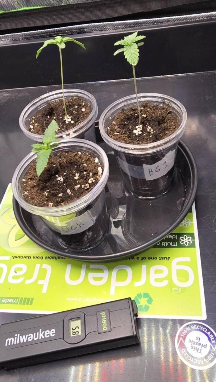 India Time (idfk). Week 1