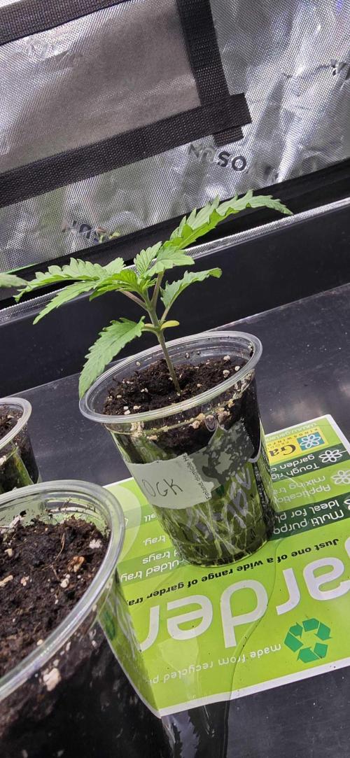 India Time (idfk). Week 2 - I know that its not as good to have solid pots but it looks cool