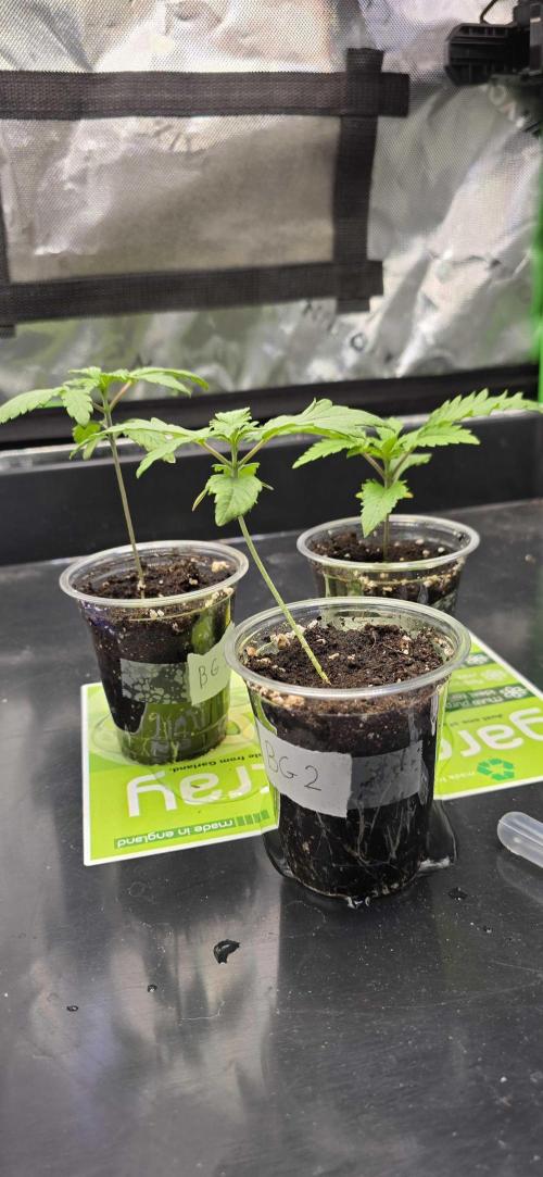 India Time (idfk). Week 2 - Don't worry if a seedling bends, its free LST.