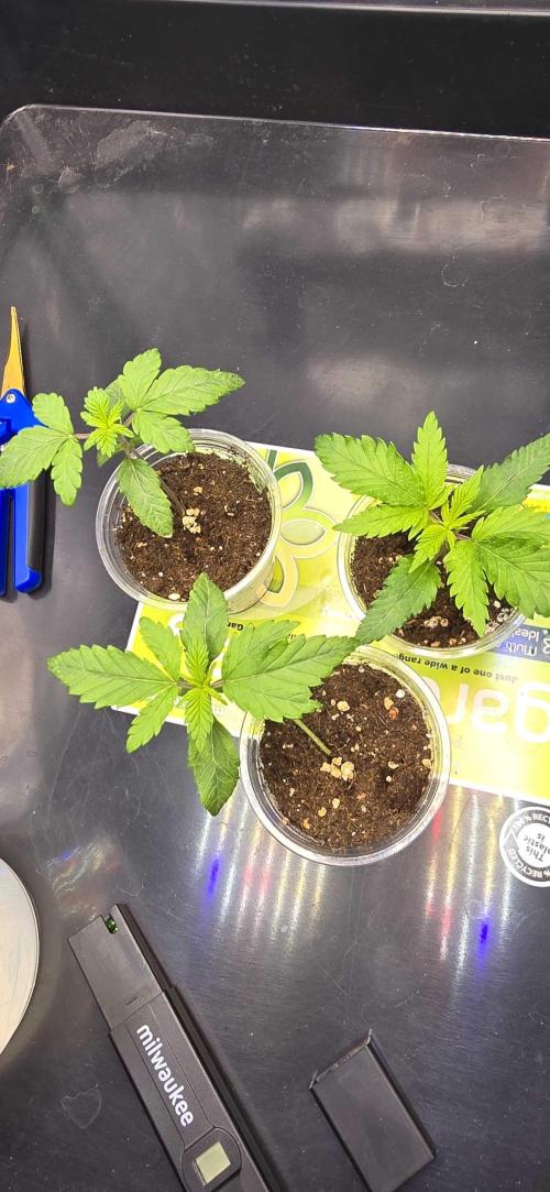 India Time (idfk). Week 2 - They are looking quite yellow. when i transplant I'm going to add a bit of N