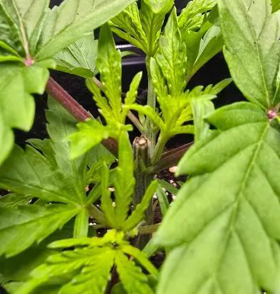 India Time (idfk). Week 3