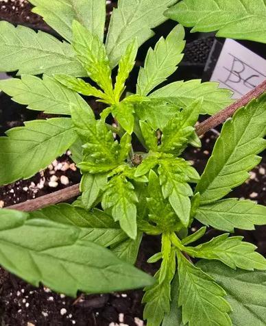 India Time (idfk). Week 3