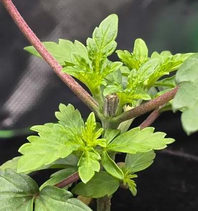 India Time (idfk). Week 3