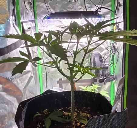 India Time (idfk). Week 4