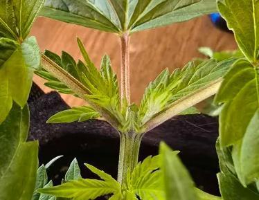 India Time (idfk). Week 4 - OGK Second topping 2nd node.