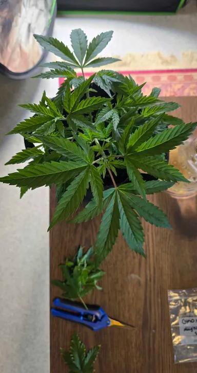 India Time (idfk). Week 4 - Whats that bag? a rare cross? Would be crazy if I got couple bag seeds from it;)