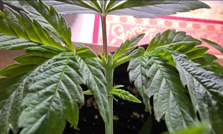 India Time (idfk). Week 4 - OGK Second topping.