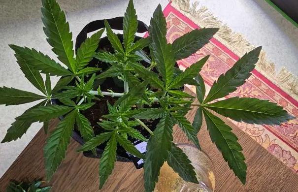 India Time (idfk). Week 4