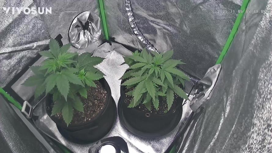 Apple Fritter Auto - RQS