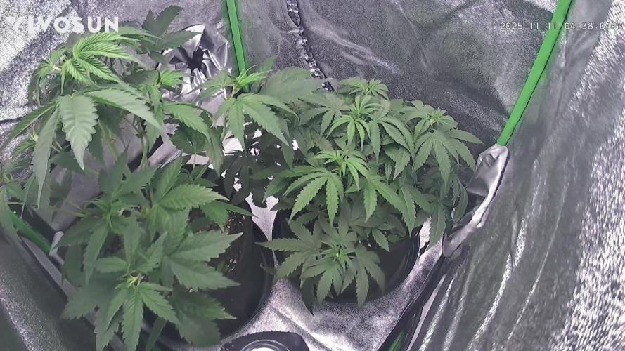 Apple Fritter Auto - RQS