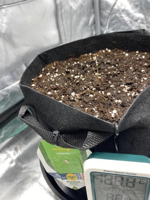 RQS Wedding Cake and Sherbet Queen Autos. Week 0 - Sherbet Queen 13.1