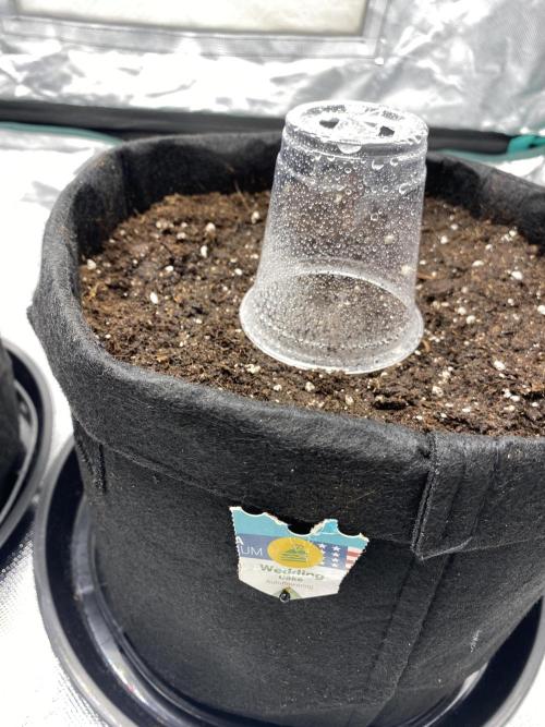 RQS Wedding Cake and Sherbet Queen Autos. Week 0 - WC after planting 13.1