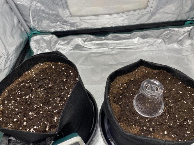 RQS Wedding Cake and Sherbet Queen Autos. Week 0 - Both plants on 13.1