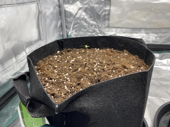 RQS Wedding Cake and Sherbet Queen Autos. Week 0 - SQ 14.1