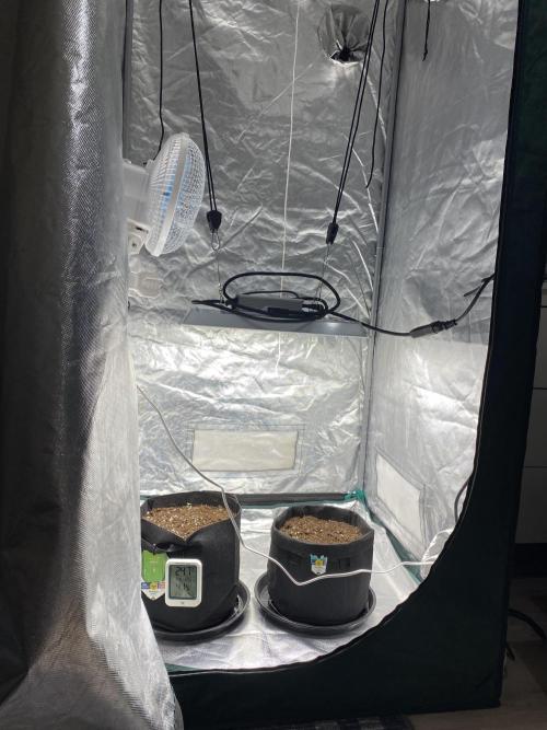 RQS Wedding Cake and Sherbet Queen Autos. Week 0 - 14.1 The setup