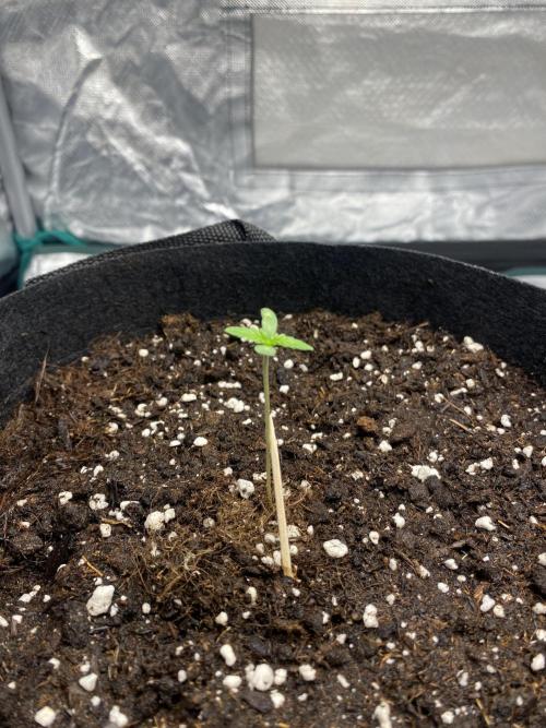 RQS Wedding Cake and Sherbet Queen Autos. Week 1 - SQ 16.1