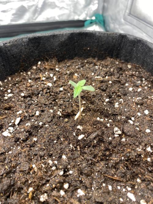 RQS Wedding Cake and Sherbet Queen Autos. Week 1 - WC 16.1